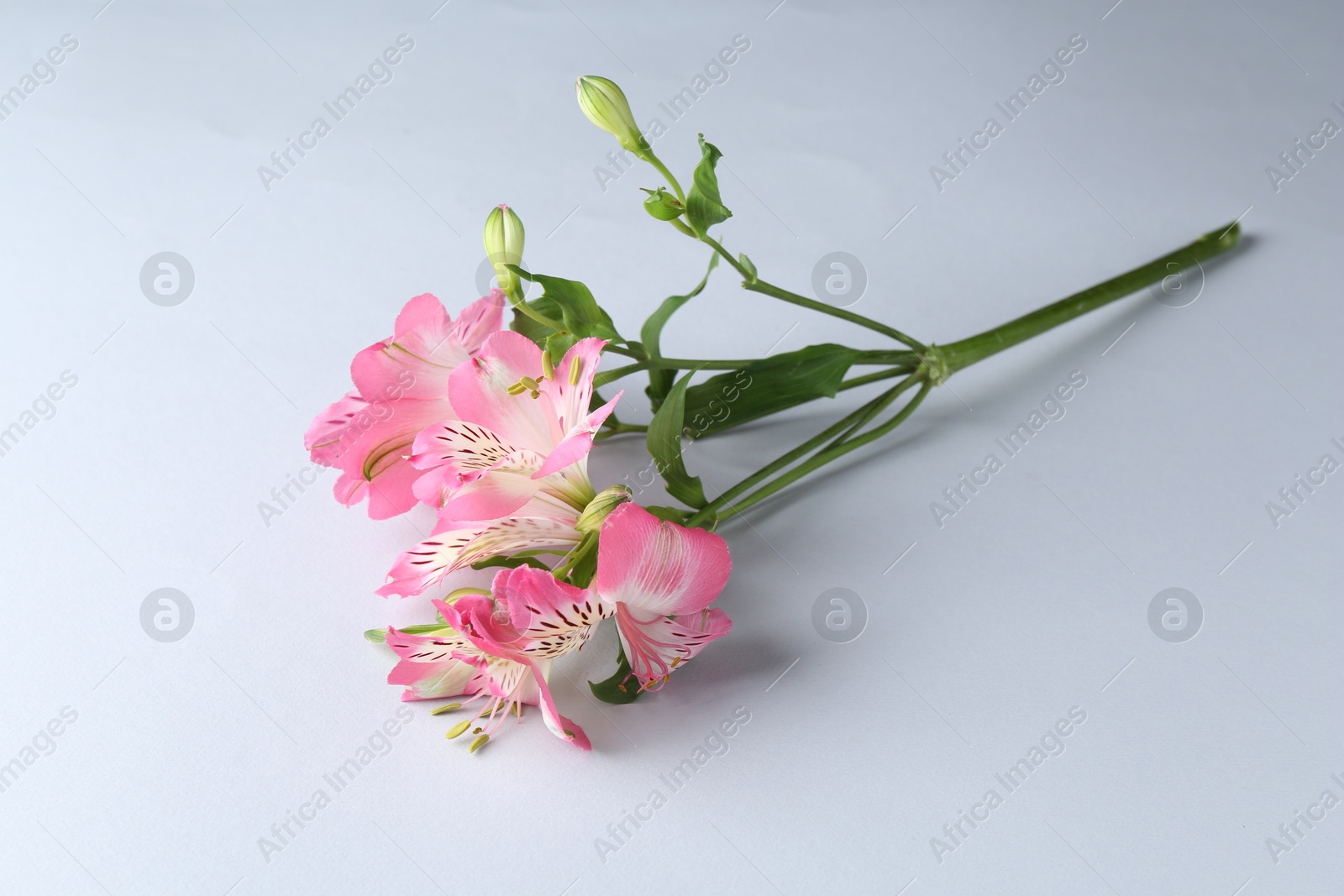 Photo of Beautiful pink alstroemeria flowers on white background