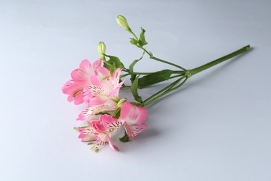 Beautiful pink alstroemeria flowers on white background