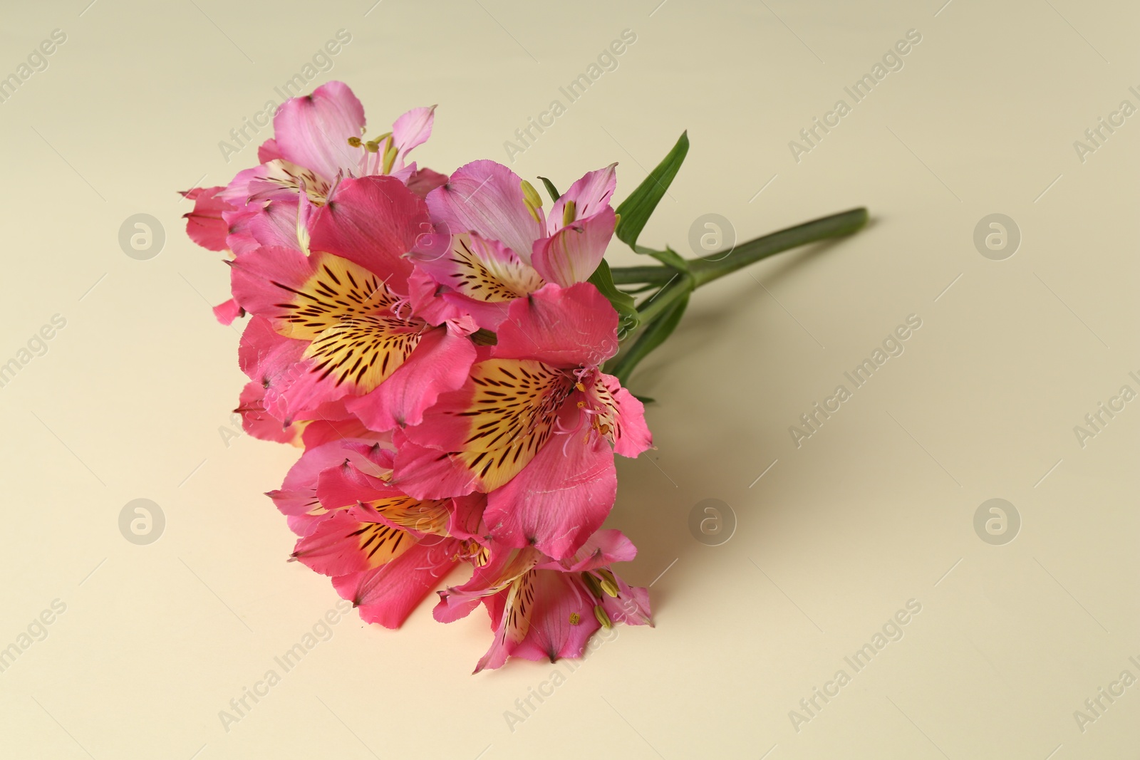 Photo of Beautiful alstroemeria flowers on beige background, space for text