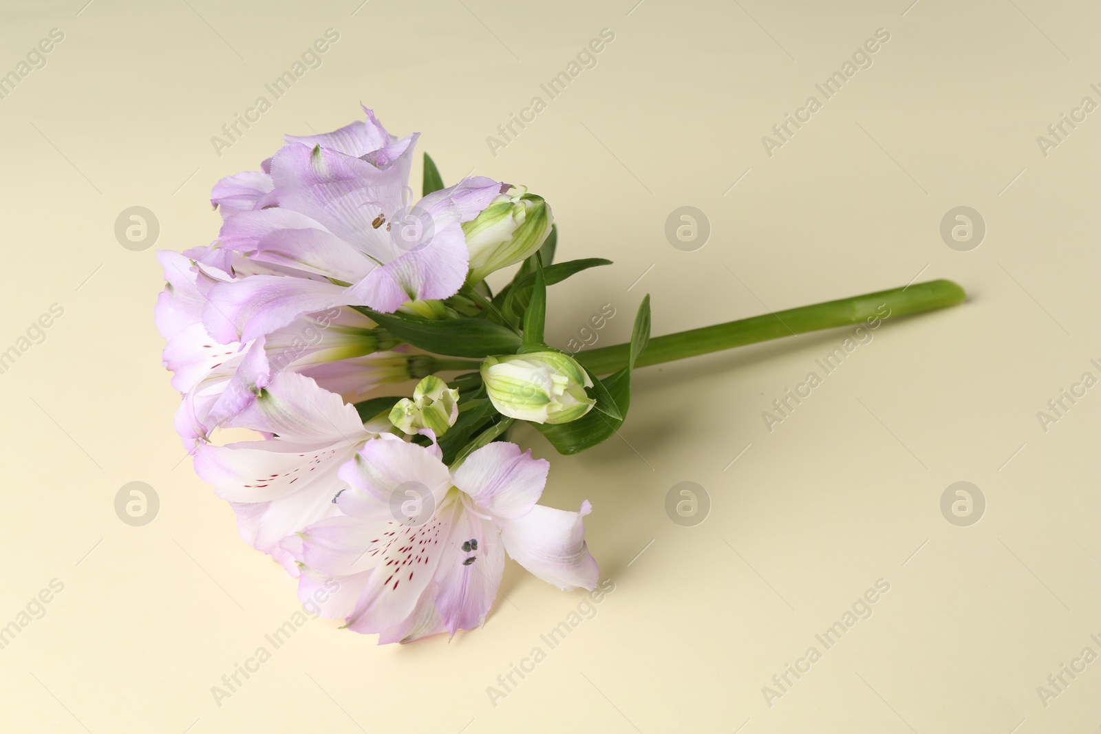 Photo of Beautiful violet alstroemeria flowers on beige background