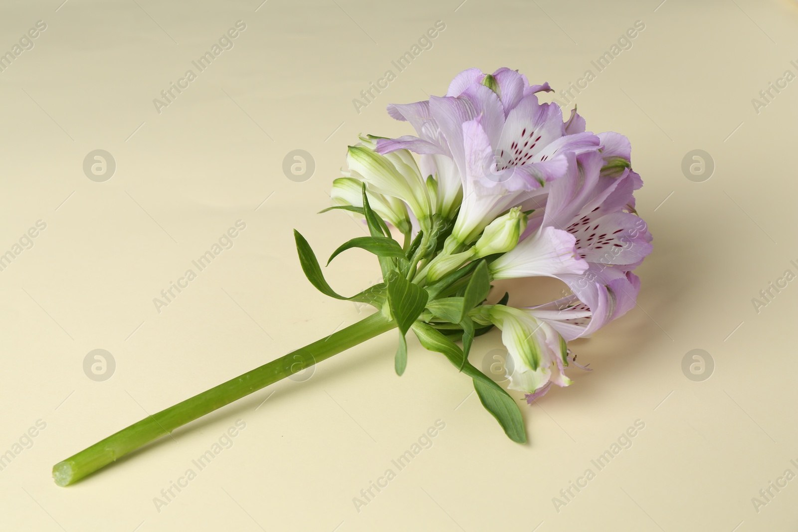 Photo of Beautiful violet alstroemeria flowers on beige background