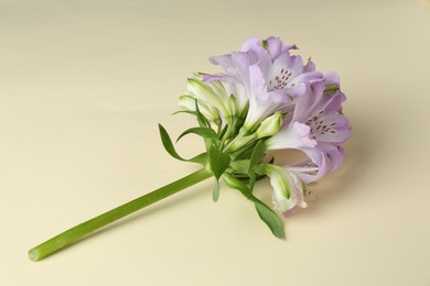 Beautiful violet alstroemeria flowers on beige background