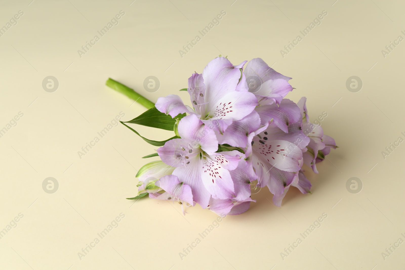 Photo of Beautiful violet alstroemeria flowers on beige background