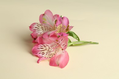 Photo of Beautiful pink alstroemeria flowers on beige background