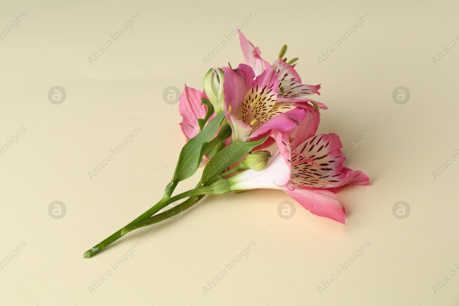 Photo of Beautiful pink alstroemeria flowers on beige background