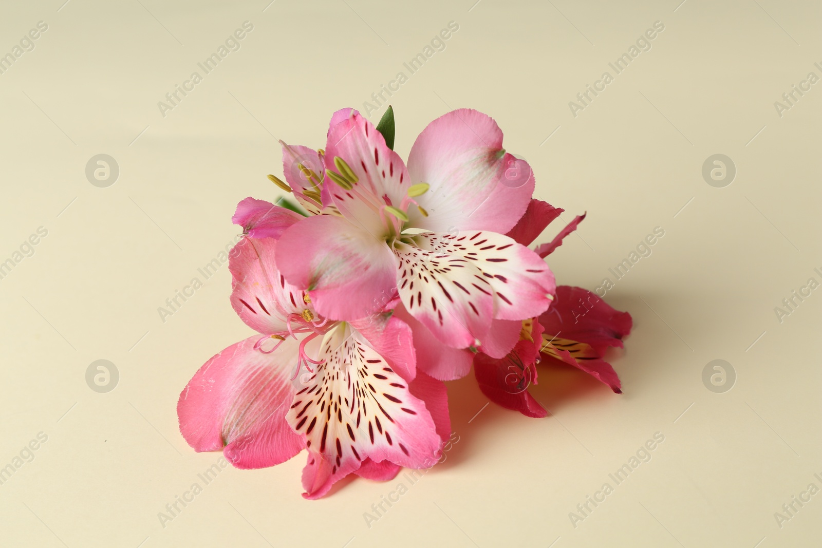 Photo of Beautiful pink alstroemeria flowers on beige background