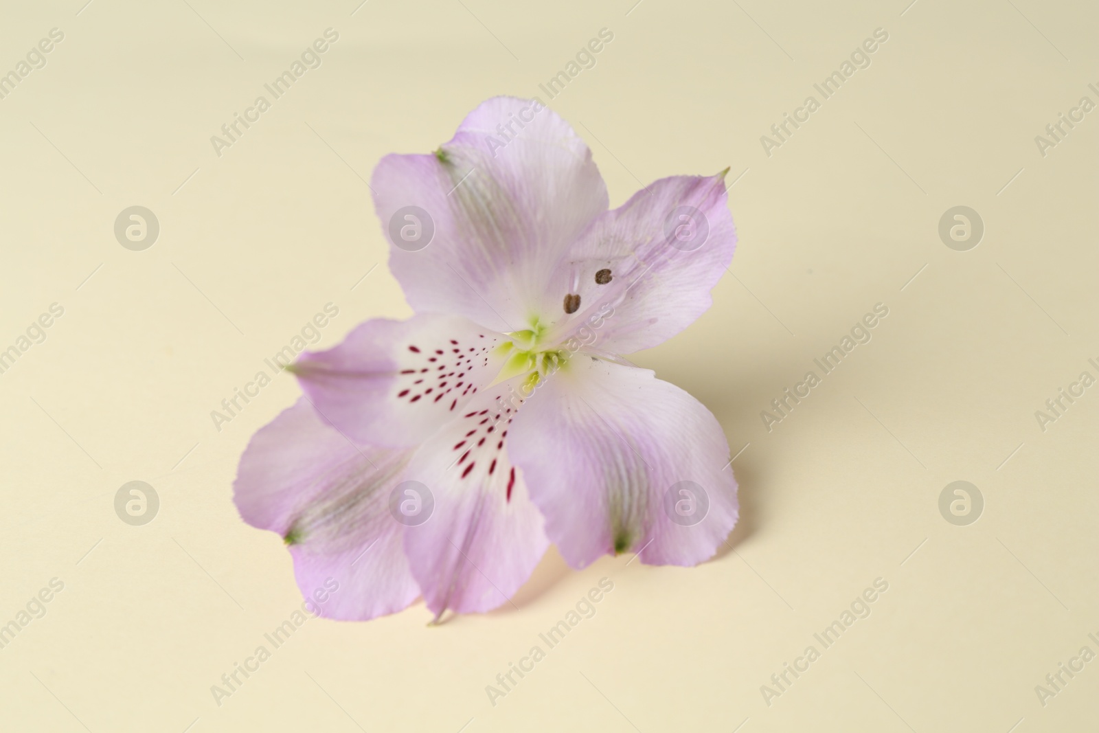 Photo of Beautiful violet alstroemeria flower on beige background