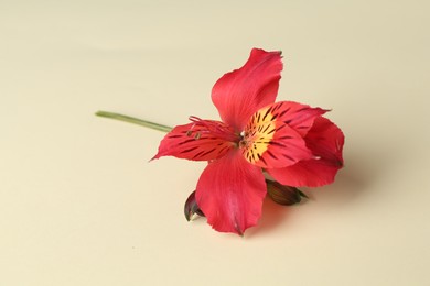 Photo of Beautiful red alstroemeria flowers on beige background