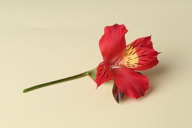 Photo of Beautiful red alstroemeria flowers on beige background