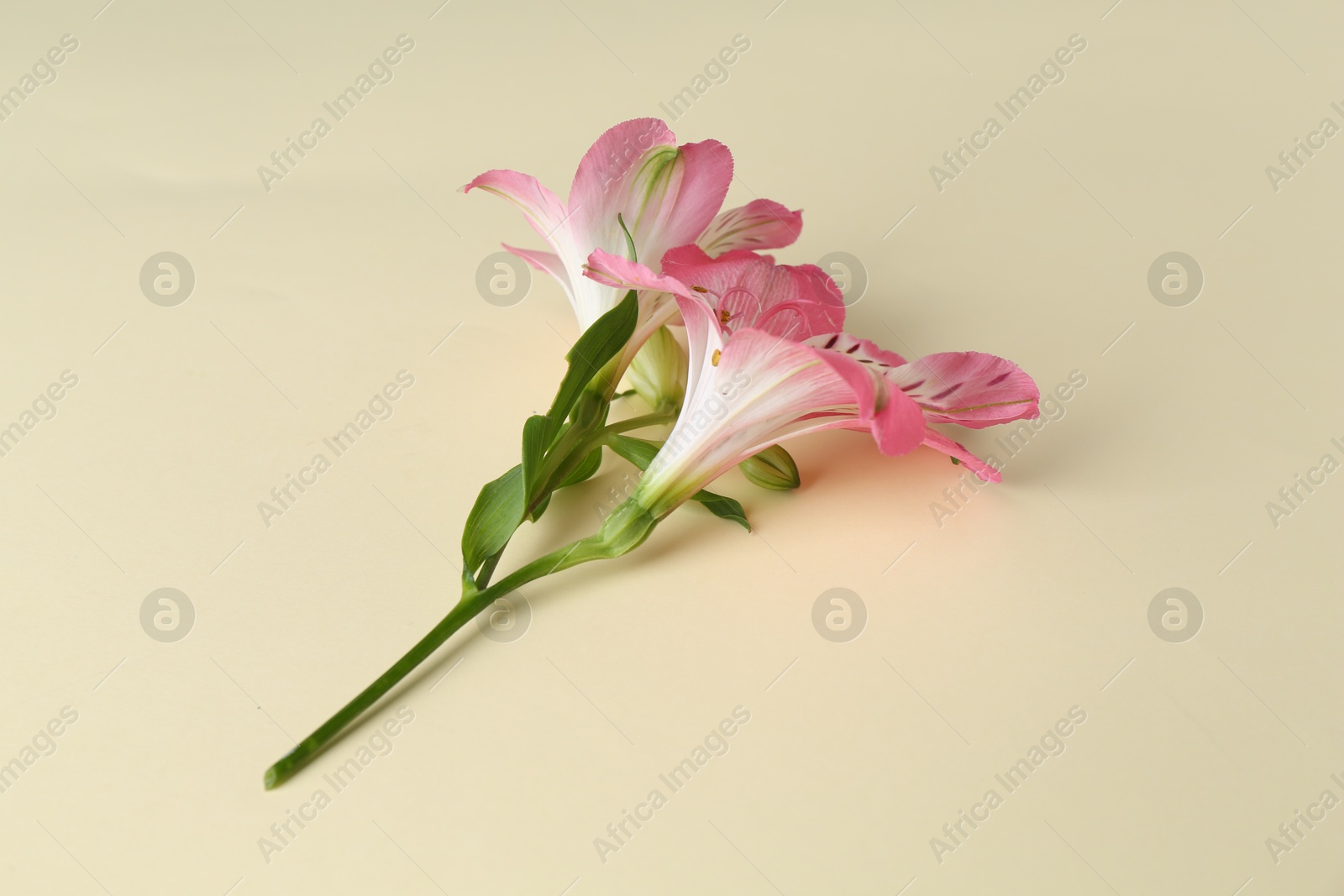 Photo of Beautiful pink alstroemeria flowers on beige background