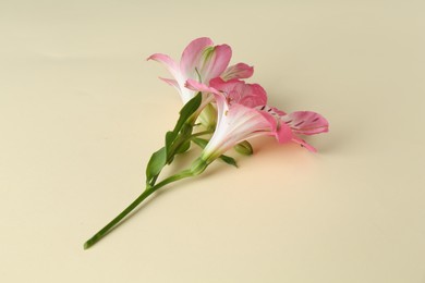 Photo of Beautiful pink alstroemeria flowers on beige background