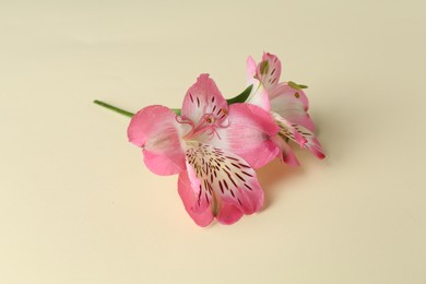 Photo of Beautiful pink alstroemeria flowers on beige background