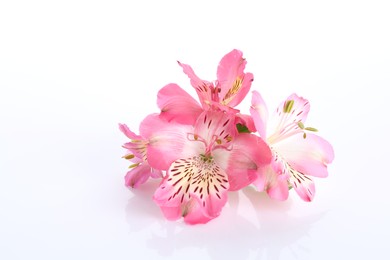 Photo of Beautiful pink alstroemeria flowers isolated on white