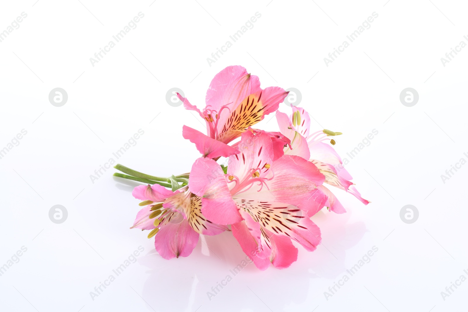 Photo of Beautiful pink alstroemeria flowers isolated on white