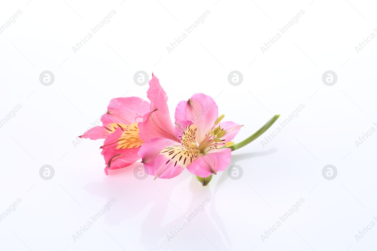 Photo of Beautiful pink alstroemeria flowers isolated on white