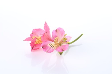 Photo of Beautiful pink alstroemeria flowers isolated on white