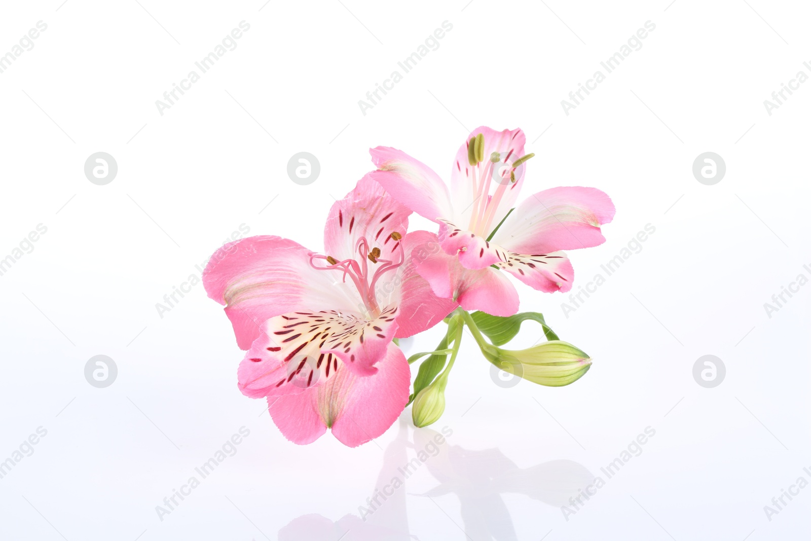 Photo of Beautiful pink alstroemeria flowers isolated on white