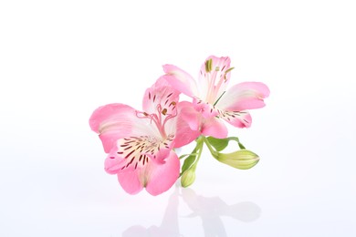 Photo of Beautiful pink alstroemeria flowers isolated on white