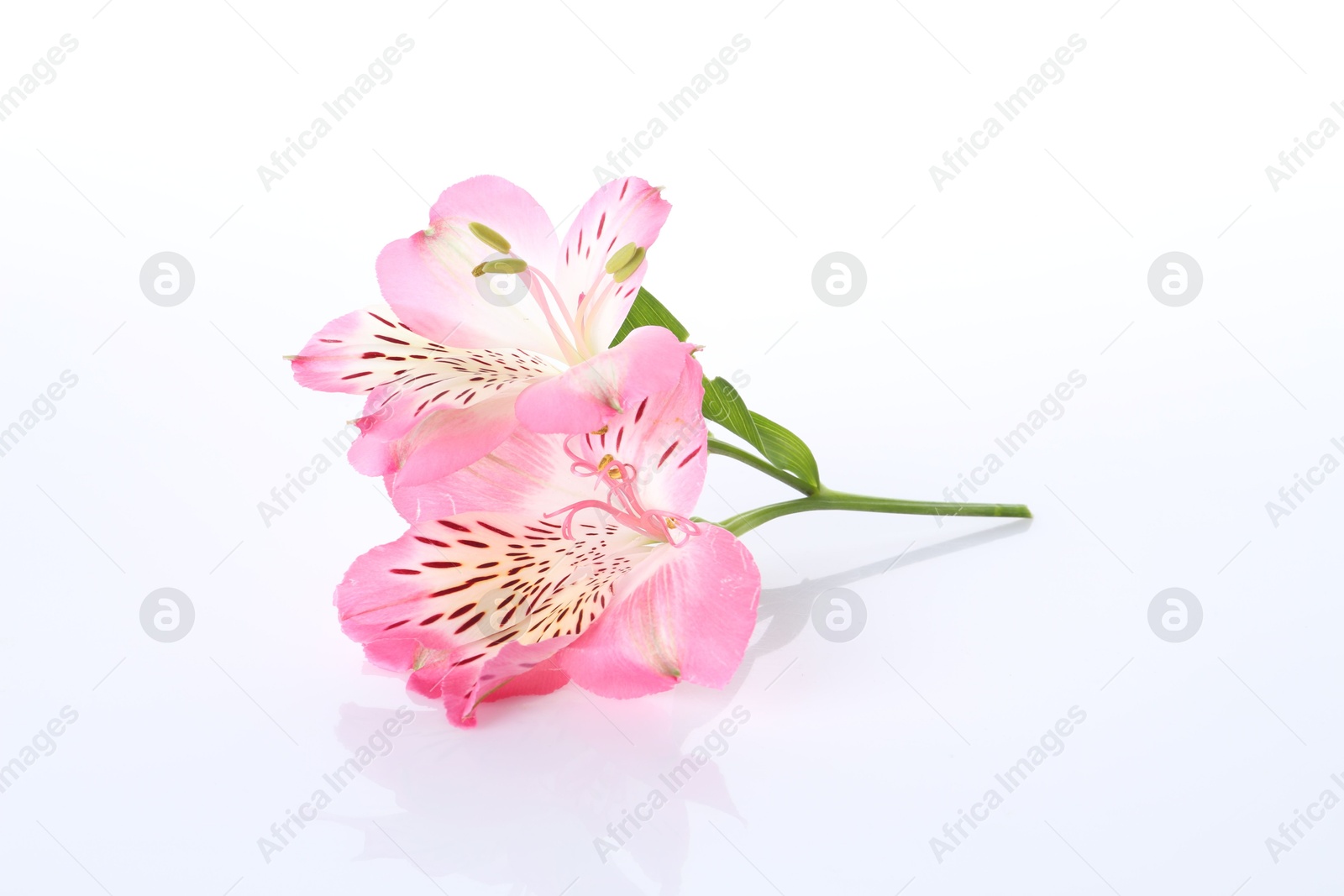 Photo of Beautiful pink alstroemeria flowers isolated on white