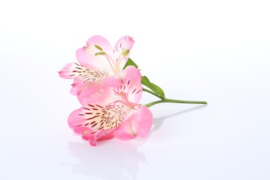 Photo of Beautiful pink alstroemeria flowers isolated on white