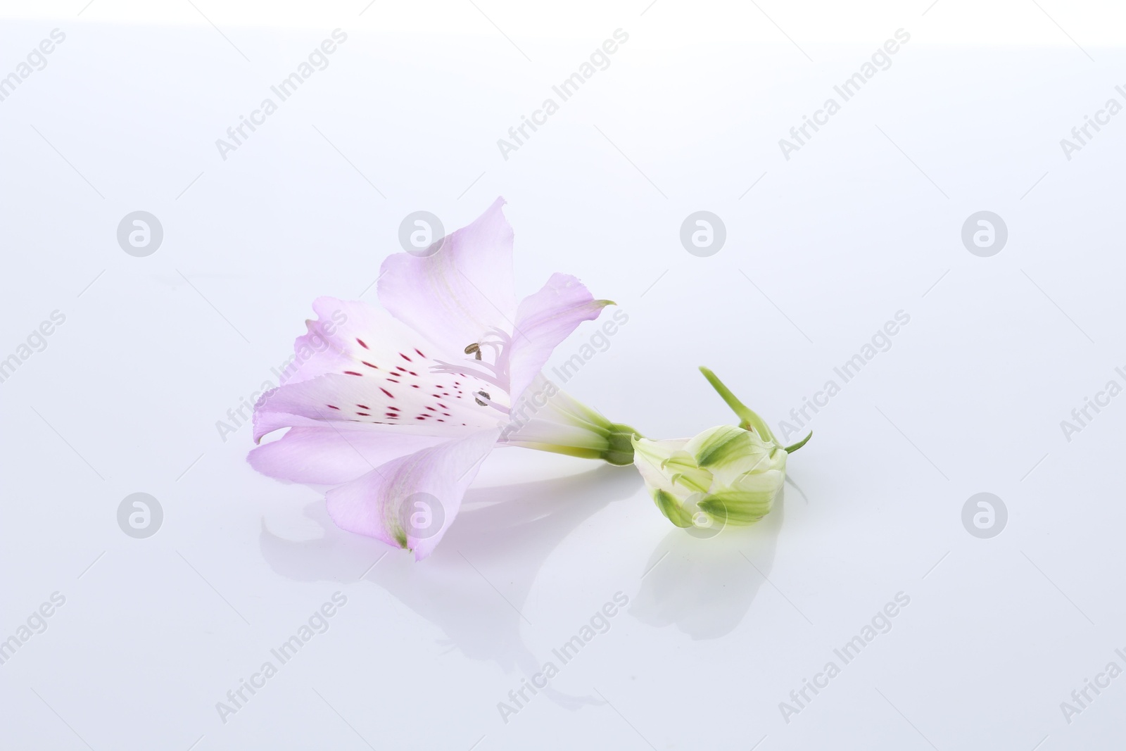 Photo of Beautiful violet alstroemeria flower isolated on white