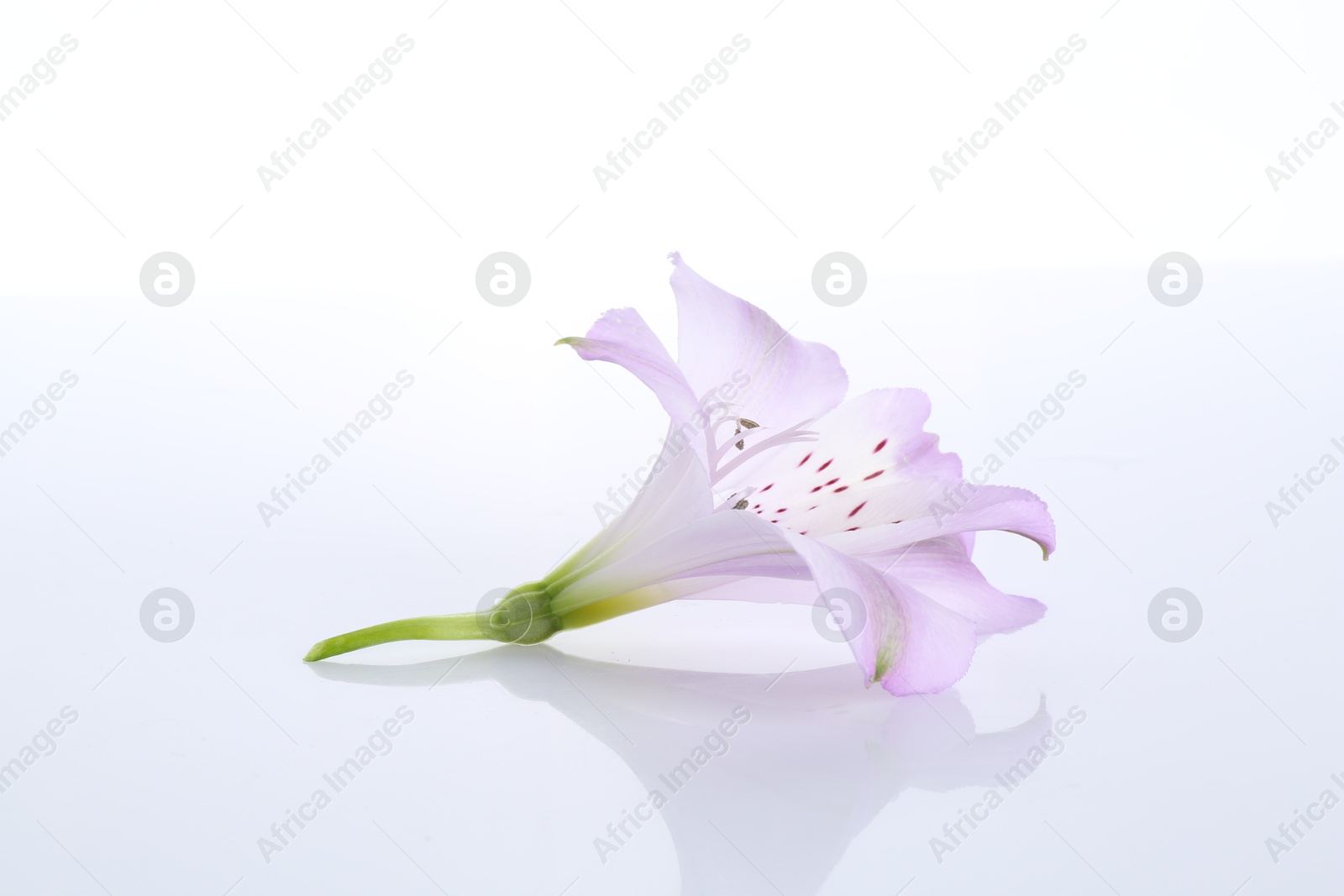 Photo of Beautiful violet alstroemeria flower isolated on white