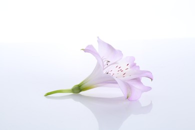 Photo of Beautiful violet alstroemeria flower isolated on white