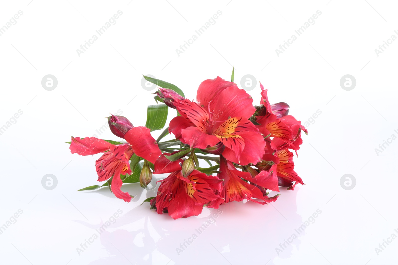 Photo of Beautiful red alstroemeria flowers isolated on white