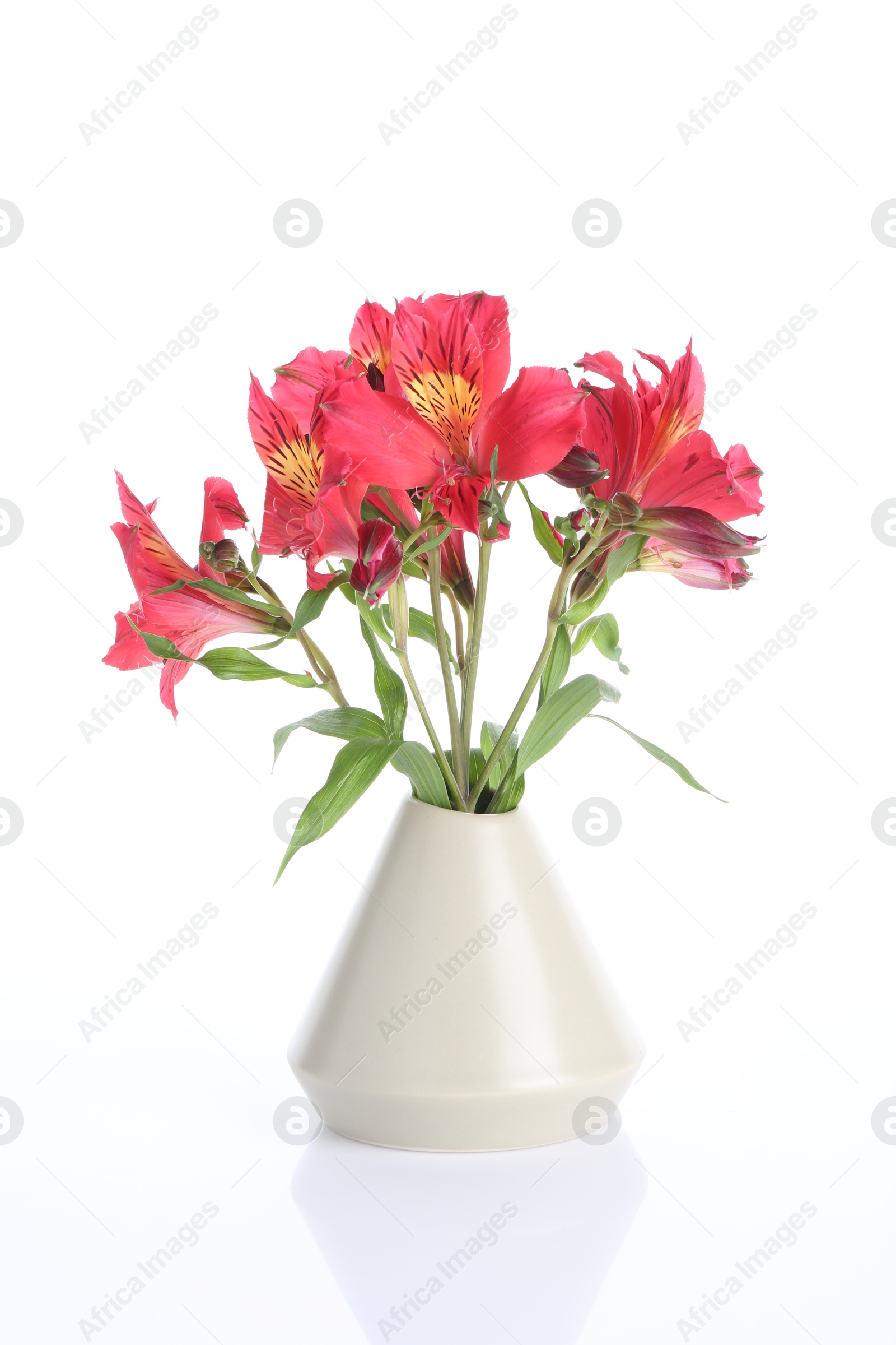 Photo of Beautiful alstroemeria flowers in vase isolated on white