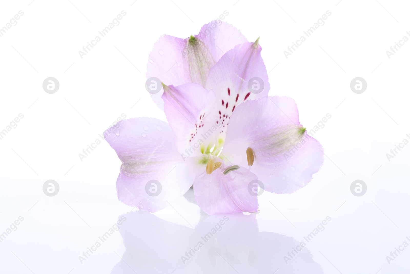 Photo of Beautiful violet alstroemeria flower isolated on white