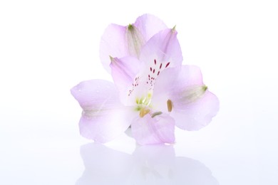 Photo of Beautiful violet alstroemeria flower isolated on white