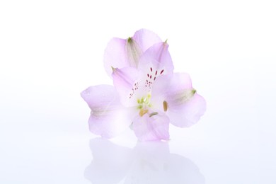 Photo of Beautiful violet alstroemeria flower isolated on white