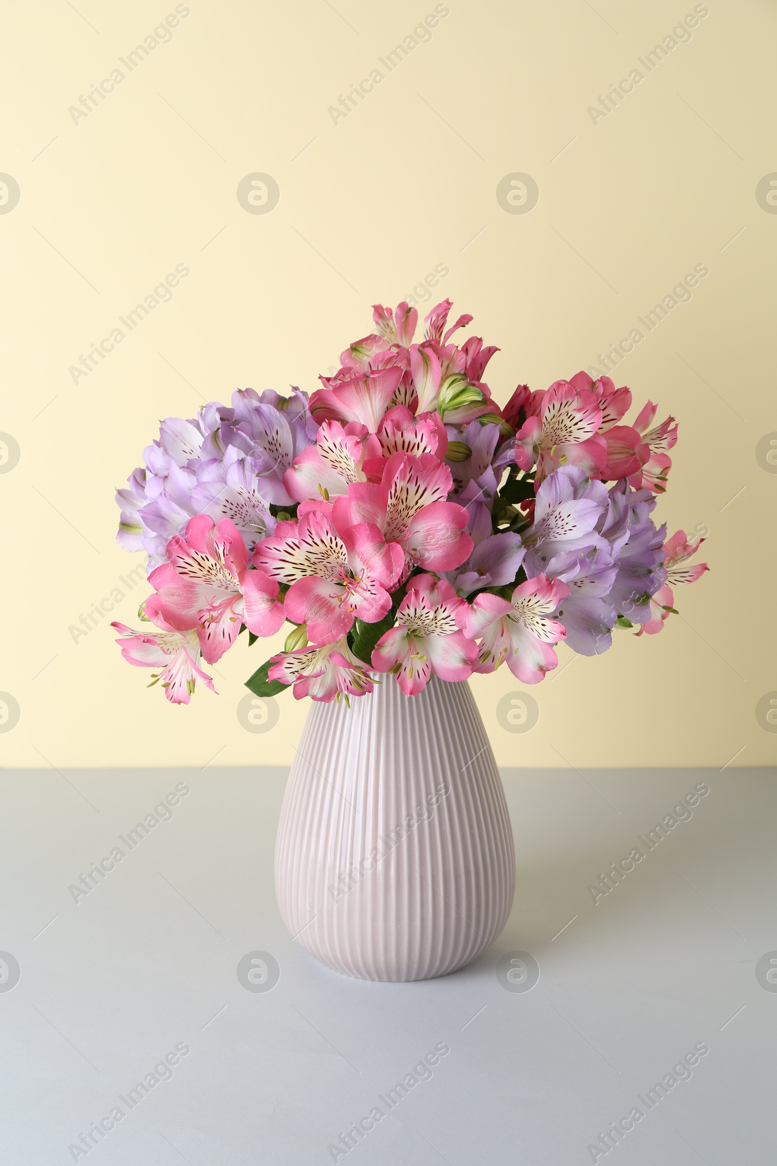 Photo of Beautiful alstroemeria flowers in vase on color background