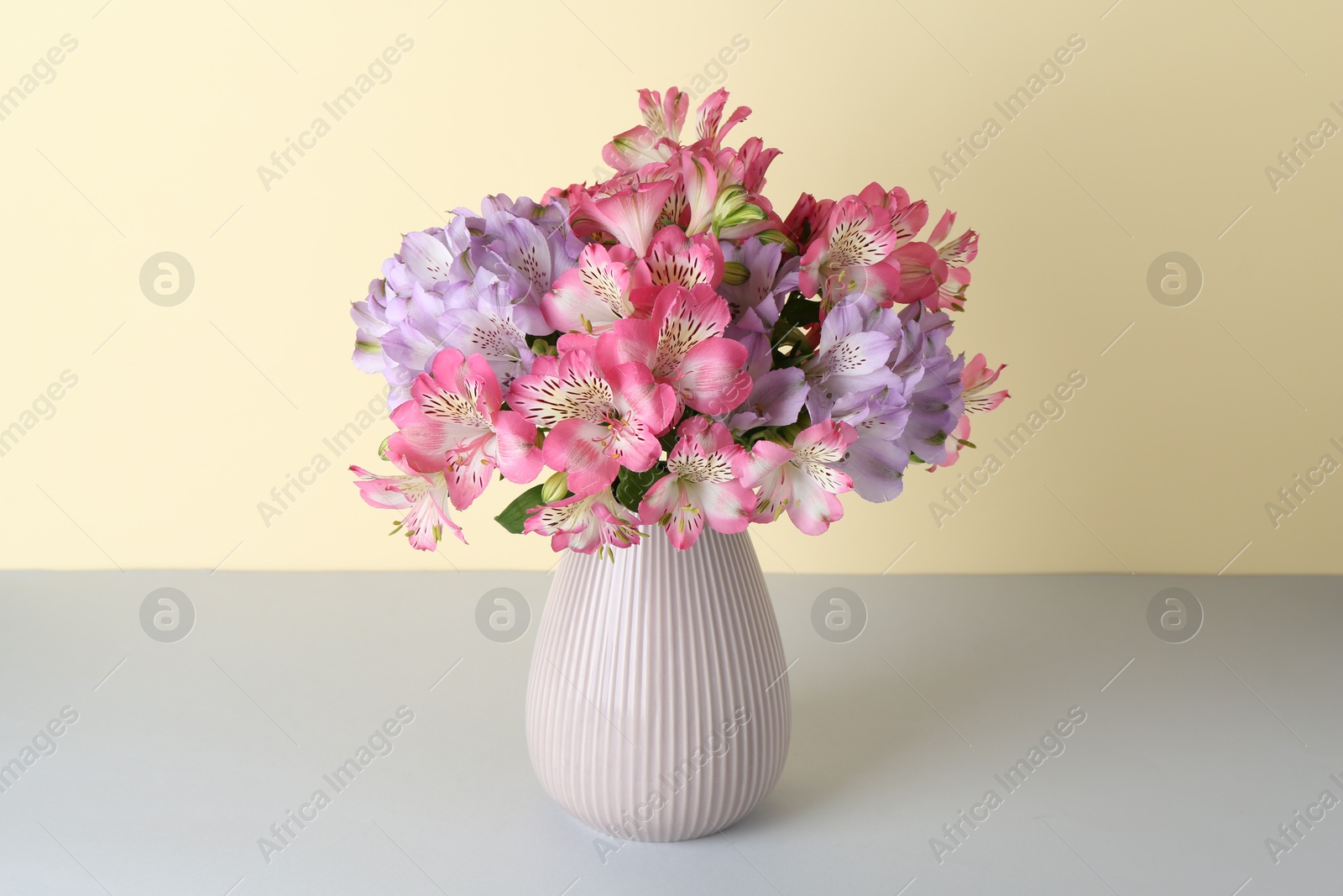 Photo of Beautiful alstroemeria flowers in vase on color background