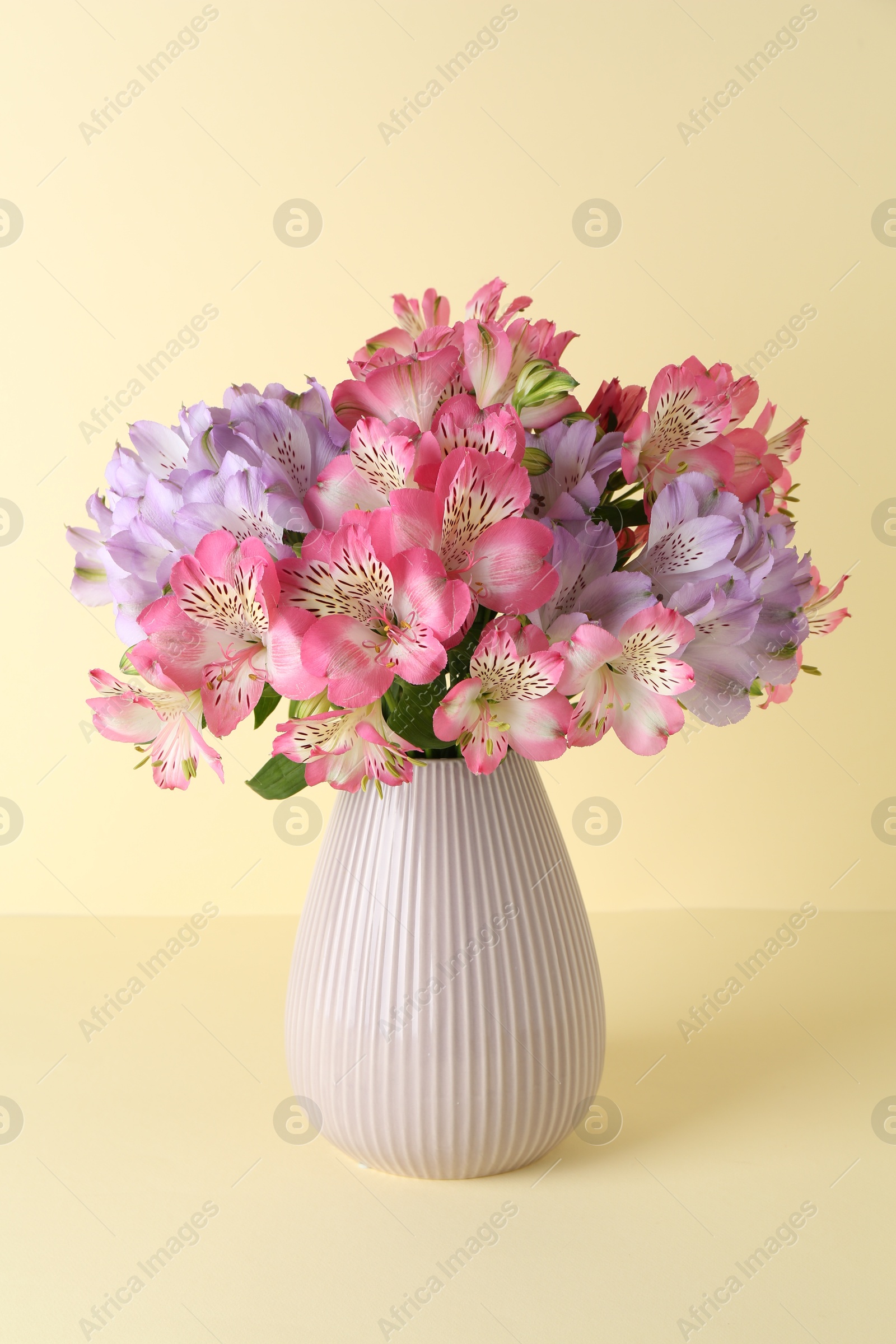 Photo of Beautiful alstroemeria flowers in vase on beige background