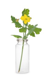 Photo of Celandine flower in glass bottle isolated on white