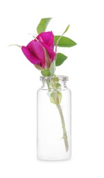 Photo of Beautiful rose in glass bottle isolated on white