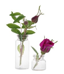 Photo of Beautiful roses in glass bottles isolated on white