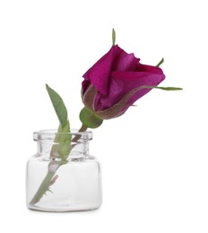 Photo of Beautiful rose in glass bottle isolated on white