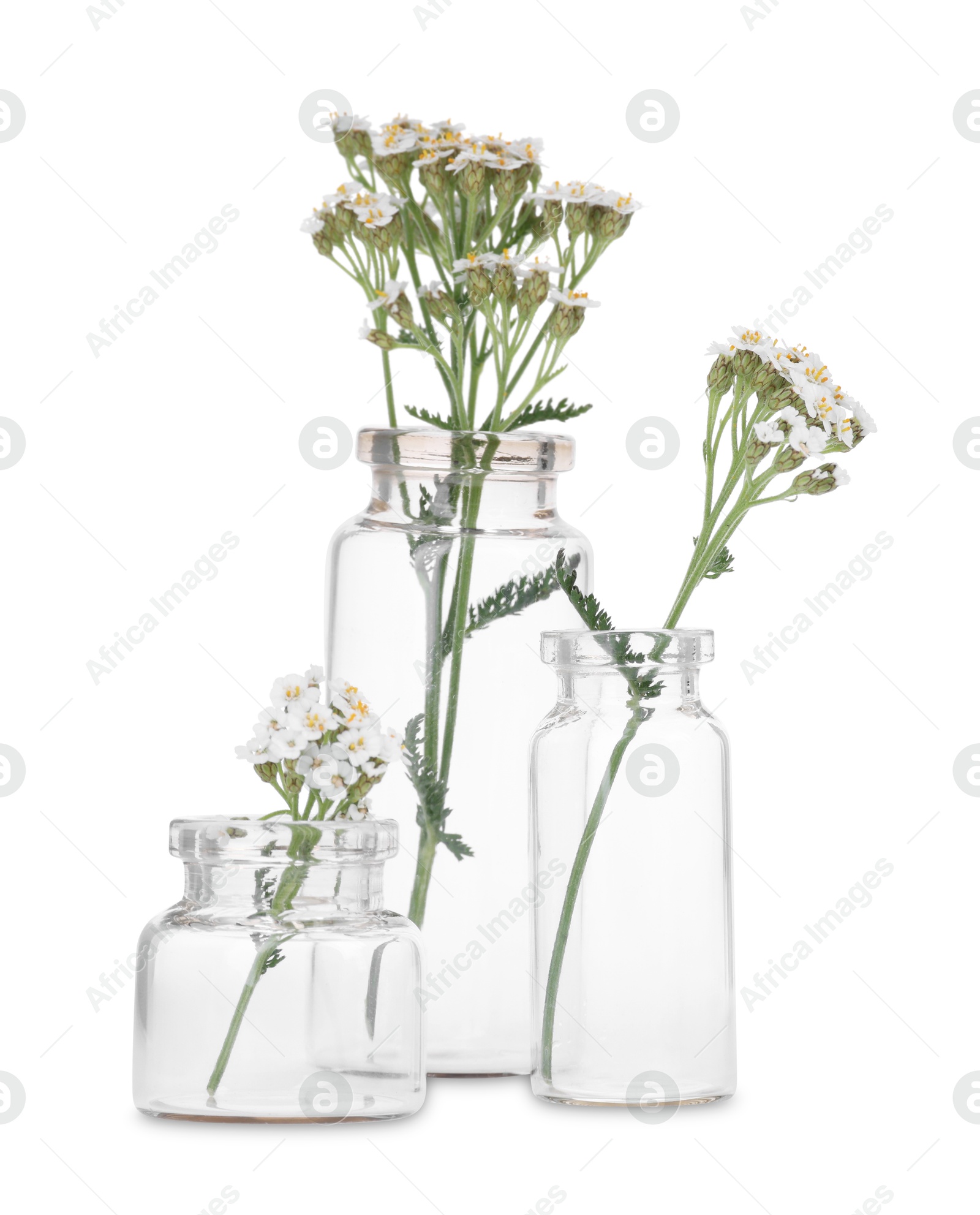Photo of Yarrow flowers in glass bottles isolated on white