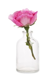 Photo of Beautiful pink rose in glass bottle isolated on white