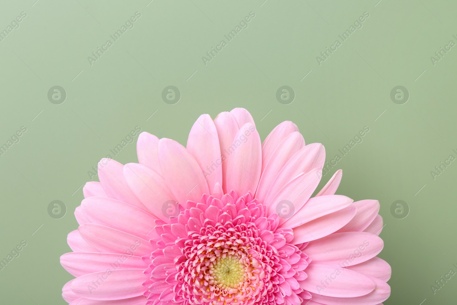 Photo of Beautiful pink gerbera flower on pale green background, top view. Space for text