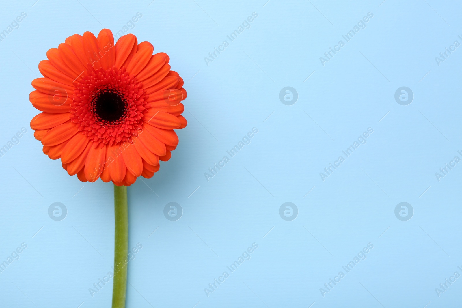 Photo of Beautiful orange gerbera flower on light blue background, top view. Space for text