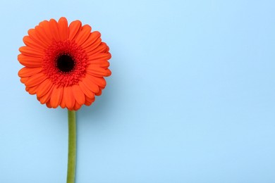 Photo of Beautiful orange gerbera flower on light blue background, top view. Space for text