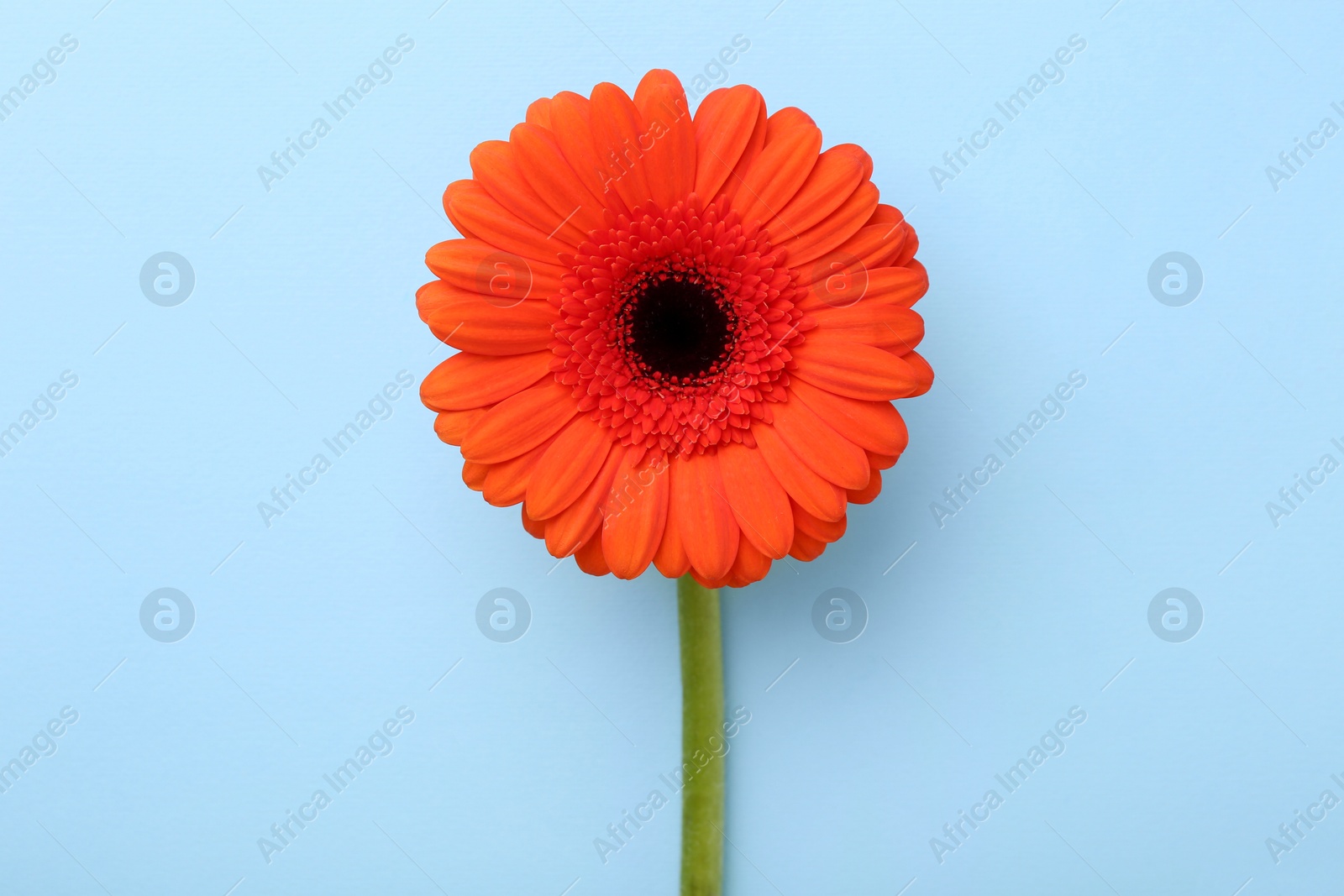 Photo of Beautiful orange gerbera flower on light blue background, top view