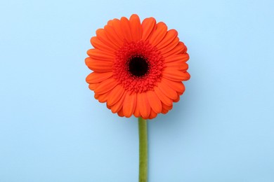 Beautiful orange gerbera flower on light blue background, top view