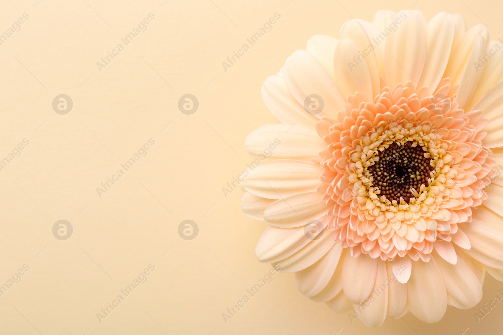 Photo of Beautiful gerbera flower on beige background, top view. Space for text