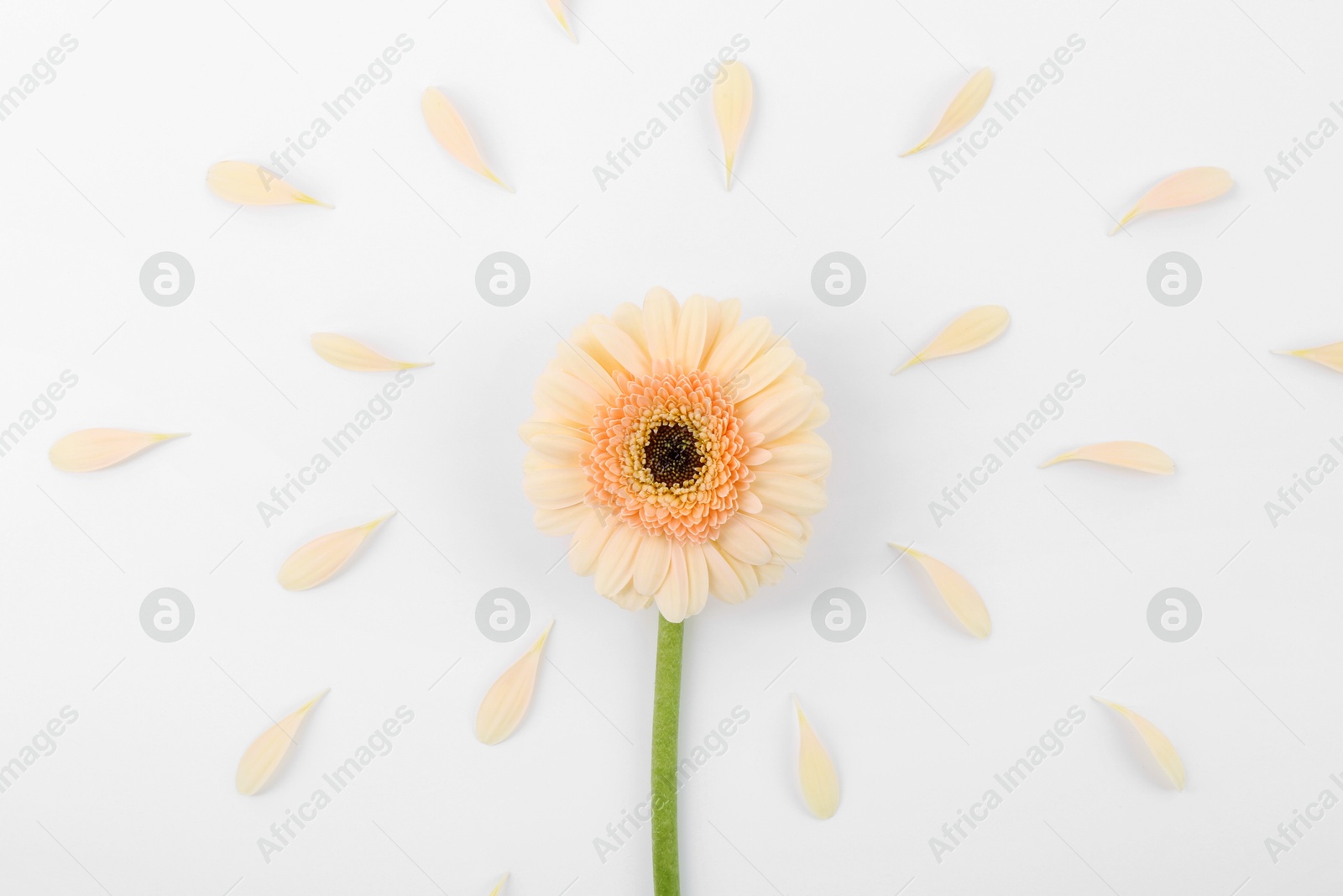 Photo of Beautiful gerbera flower and petals on white background, top view