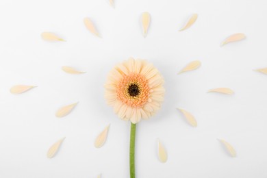 Photo of Beautiful gerbera flower and petals on white background, top view