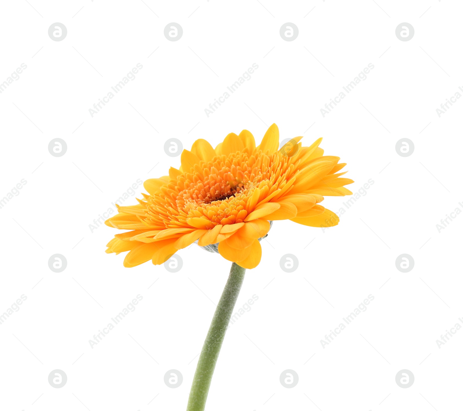 Photo of Beautiful orange gerbera flower isolated on white